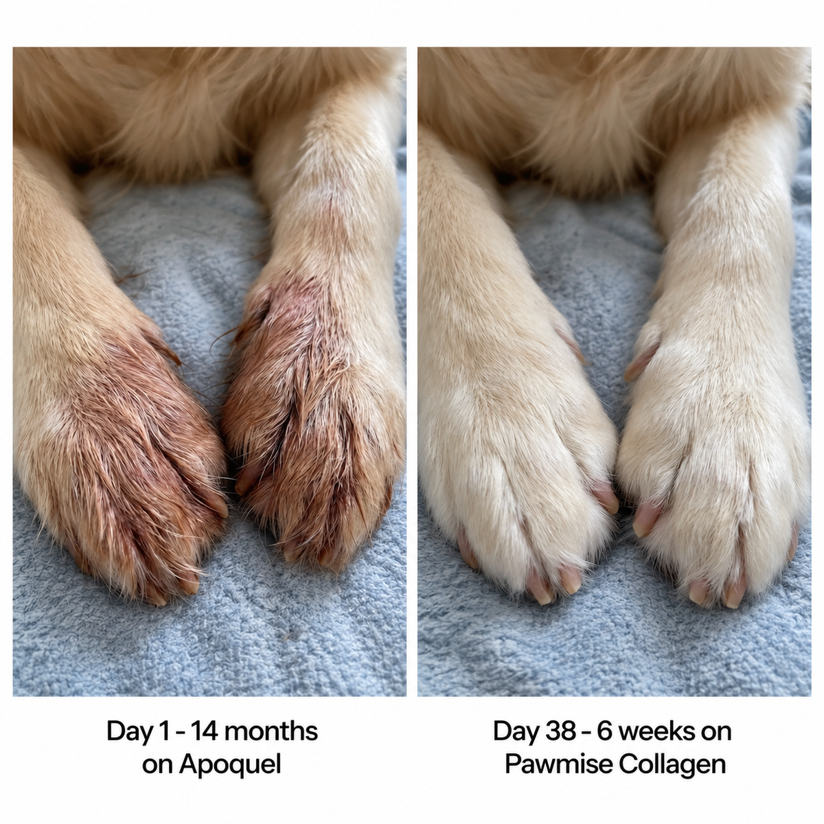 Pawmise Premium Liquid Collagen