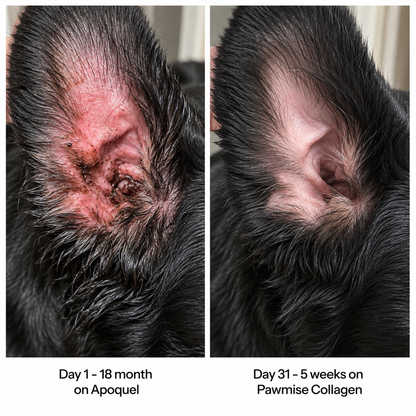Pawmise Premium Liquid Collagen